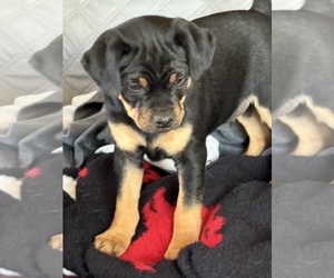 Carlin Pinscher Puppy for sale in COBB, WI, USA