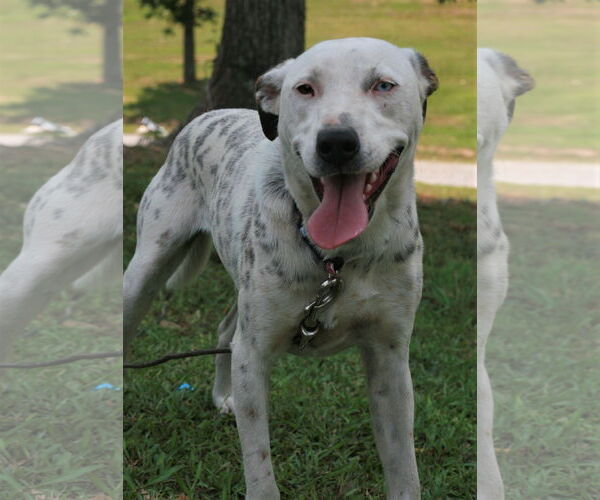 Medium Photo #4 Labmatian Puppy For Sale in Attalka, AL, USA