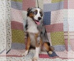 Small #13 Miniature Australian Shepherd