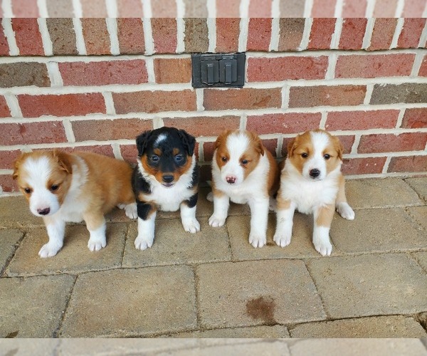 Medium Photo #5 English Shepherd Puppy For Sale in ETNA GREEN, IN, USA