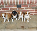 Small #4 English Shepherd