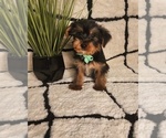 Small #3 Yorkshire Terrier