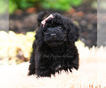 Small #2 Maltipoo (Miniature)