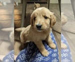 Small Photo #7 Golden Retriever Puppy For Sale in SPENCER, TN, USA