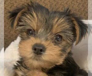 Yorkshire Terrier Puppy for Sale in LAYTON, Utah USA