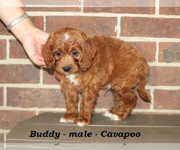 Medium Photo #3 Cavapoo Puppy For Sale in CLARKRANGE, TN, USA