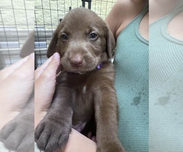 Medium Photo #4 Labrador Retriever Puppy For Sale in PIERSON, FL, USA