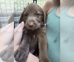 Small #3 Labrador Retriever