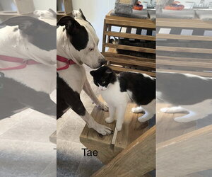 Tae - Female American Pit Bull Terrier-Unknown Mix Dog for Adoption