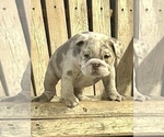 Small Photo #12 English Bulldog Puppy For Sale in ALHAMBRA, CA, USA