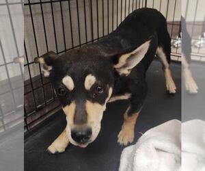 Doxie-Pin Dogs for adoption in Tracy, CA, USA