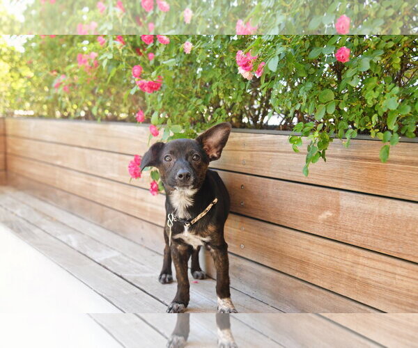 Medium Photo #1 Chiweenie Puppy For Sale in Sandy, UT, USA