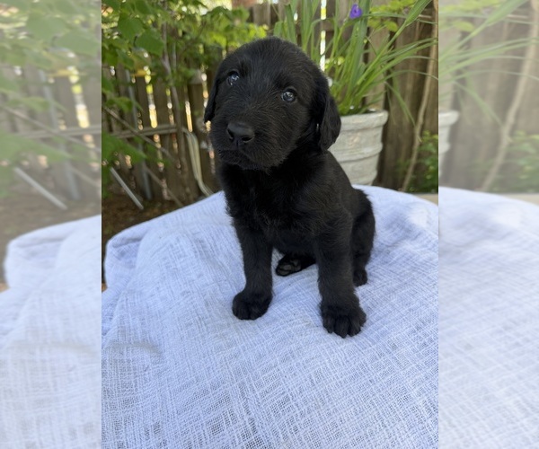 Medium Photo #1 Labradoodle Puppy For Sale in PEMBROKE, GA, USA