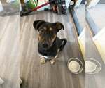 Small Photo #8 Mutt Puppy For Sale in Woodbury, NY, USA