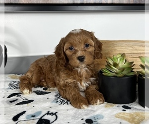 Cavapoo Puppy for sale in FRANKLIN, IN, USA