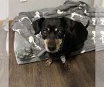 Small #8 Dachshund Mix