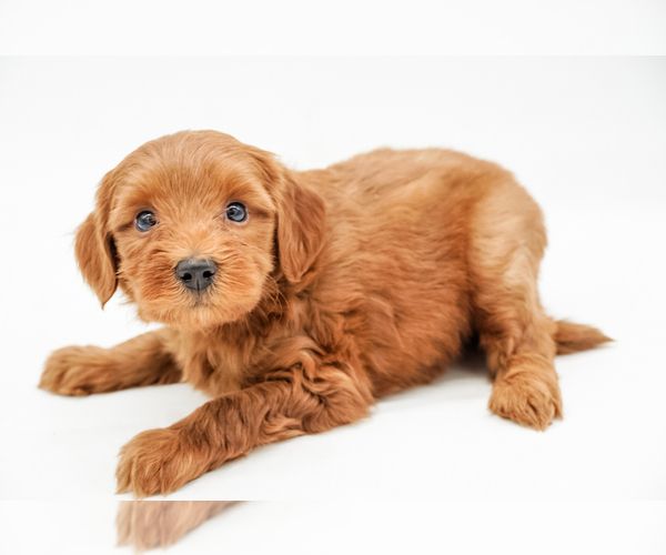 Medium Photo #1 Goldendoodle-Poodle (Miniature) Mix Puppy For Sale in EASLEY, SC, USA