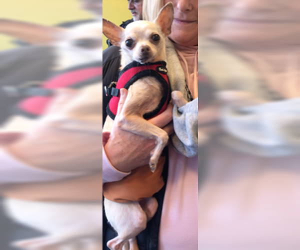 Medium Photo #7 Chihuahua Puppy For Sale in Lincolnwood, IL, USA