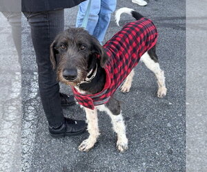 Poodle (Standard)-Unknown Mix Dogs for adoption in Brooklyn, NY, USA