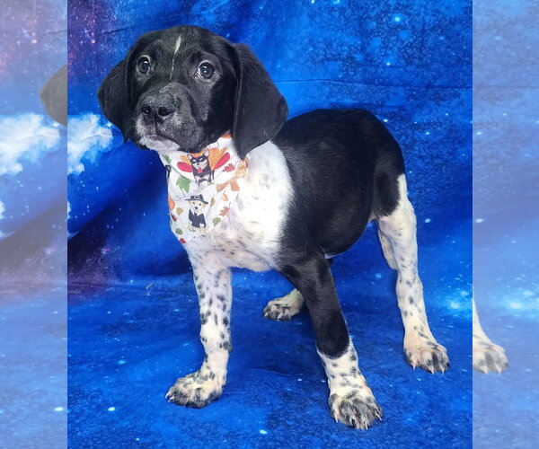 Medium Photo #2 Labrador Retriever-Unknown Mix Puppy For Sale in Wetumpka, AL, USA