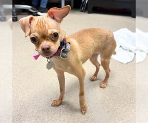 Chug Dogs for adoption in Aurora, CO, USA