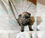Small #2 Pug