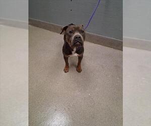 Mutt Dogs for adoption in Las Vegas, NV, USA