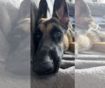 Small #1 German Shepherd Dog Mix