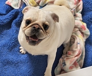 Mother of the Pug puppies born on 11/03/2025