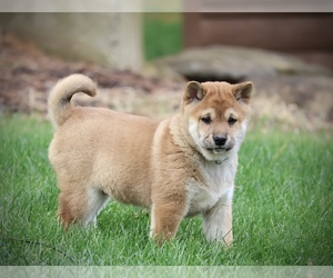 Shiba Inu Puppy for sale in PLATTEVILLE, WI, USA