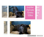 Small Photo #1 Chihuahua-Labrador Retriever Mix Puppy For Sale in Virginia Beach, VA, USA