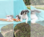 Small #18 Shih Tzu