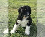 Small Photo #14 Bernedoodle Puppy For Sale in BOWLING GREEN, KY, USA