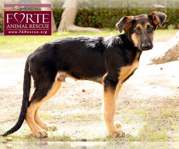 Medium Photo #3 German Shepherd Dog-Unknown Mix Puppy For Sale in Marina del Rey, CA, USA