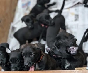 Belgian Malinois-Golden Retriever Mix Puppy for sale in DUBLIN, OH, USA