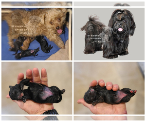 Mother of the Shih-Poo puppies born on 08/07/2022
