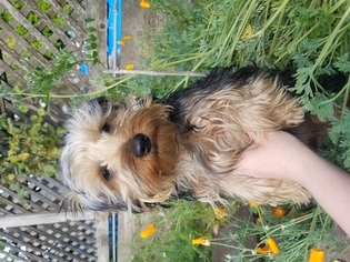 Yorkshire Terrier Puppy for sale in CASTRO VALLEY, CA, USA