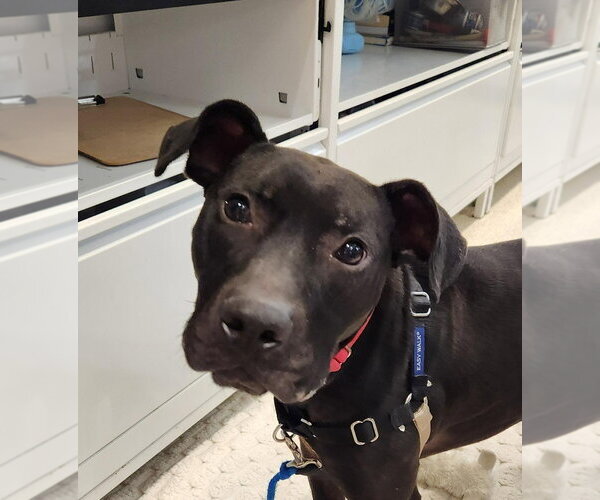 Medium Photo #1 American Staffordshire Terrier-Labrador Retriever Mix Puppy For Sale in Sayreville, NJ, NJ, USA