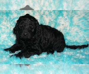 Labradoodle Puppy for sale in LA HABRA, CA, USA