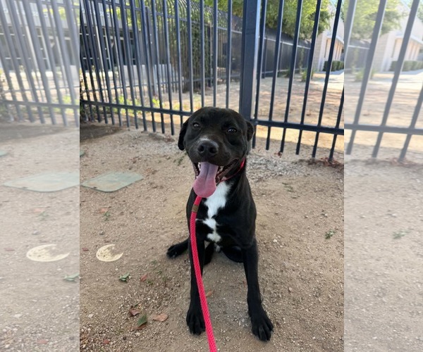 Medium Photo #5 Labrador Retriever-Unknown Mix Puppy For Sale in San Diego, CA, USA