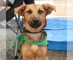 Small #2 Labrador Retriever-Retriever  Mix