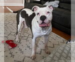 Small #2 American Bulldog Mix