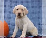 Small Labrador Retriever