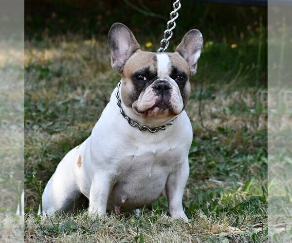 Medium Photo #6 French Bulldog Puppy For Sale in GRAHAM, WA, USA