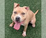 Small #7 American Pit Bull Terrier-Labrador Retriever Mix