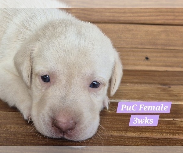 Medium Photo #118 Labrador Retriever Puppy For Sale in EDGEWOOD, TX, USA