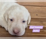 Small Photo #118 Labrador Retriever Puppy For Sale in EDGEWOOD, TX, USA