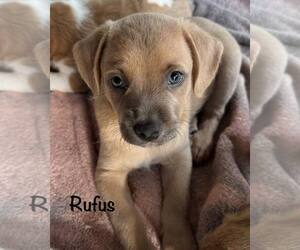 Dachshund-Unknown Mix Dogs for adoption in Cave Creek, AZ, USA