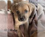 Small Dachshund Mix