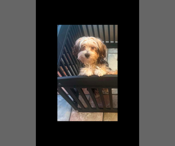 Medium Photo #1 Morkie Puppy For Sale in RIVERSIDE, CA, USA